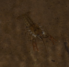 Austropotamobius pallipes