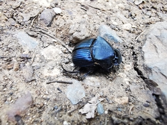 Phanaeus adonis