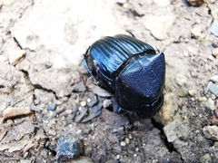 Phanaeus adonis