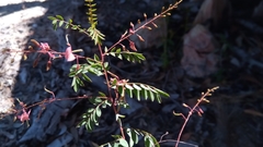 Indigofera blaiseae