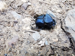 Phanaeus adonis