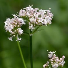 Valeriana excelsa