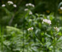 Valeriana excelsa