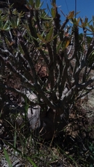 Pachypodium gracilius image