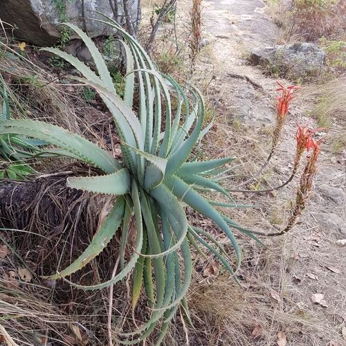 Candelabra aloe (Aloe arborescens)