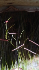 Microcharis phyllogramme