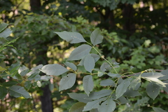 Fraxinus pennsylvanica subintegerrima