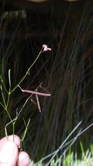 Microcharis phyllogramme