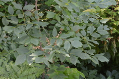 Fraxinus pennsylvanica subintegerrima