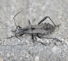 Alydus conspersus