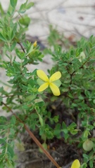 Hypericum suffruticosum