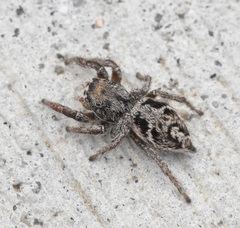 Habronattus cuspidatus