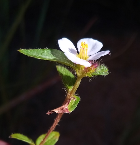 Antherotoma naudinii
