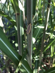 Eilema lurideola