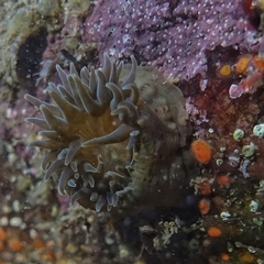 Anthopleura mariae