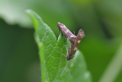 Scythris scopolella