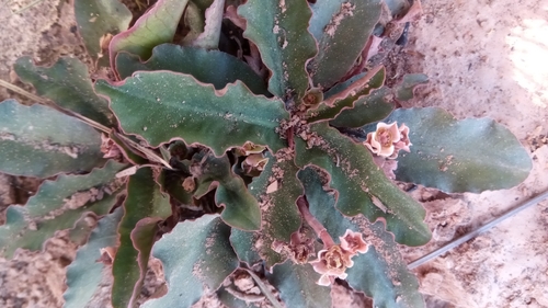 Euphorbia begardii image