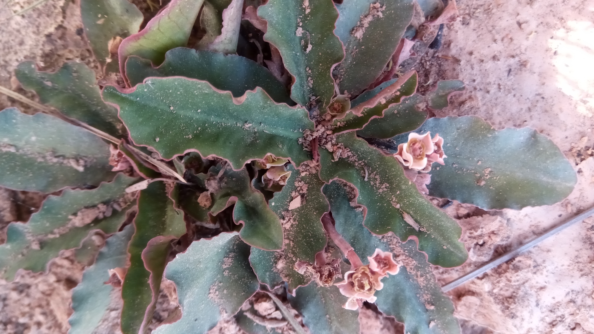 Euphorbia primulifolia