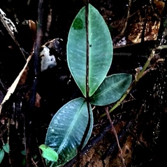 Labisia pumila