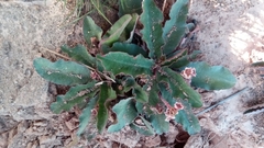 Image of Euphorbia begardii