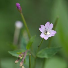 Epilobium lanceolatum
