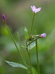 Epilobium lanceolatum