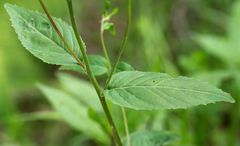 Epilobium lanceolatum