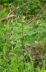 Epilobium lanceolatum
