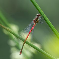 Pyrrhosoma nymphula