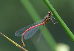 Pyrrhosoma nymphula