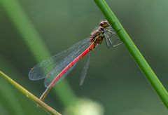 Pyrrhosoma nymphula