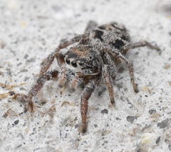 Habronattus cuspidatus