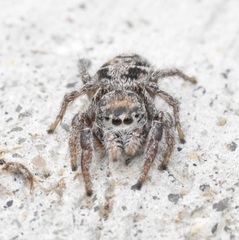 Habronattus cuspidatus