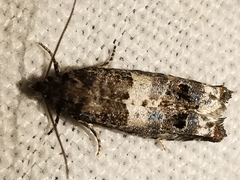 Notocelia trimaculana