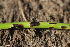 Puccinia allii