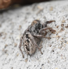 Habronattus cuspidatus