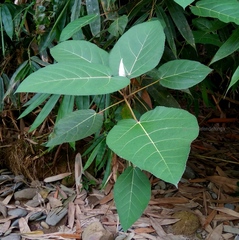 Ficus padana