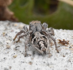 Habronattus cuspidatus