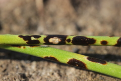 Puccinia allii