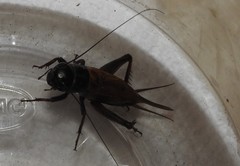 Gryllus integer