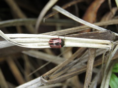 Calligrapha aeneovittata