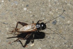 Gryllus integer