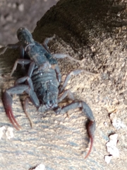 Hottentotta judaicus