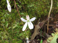 Pinguicula parvifolia
