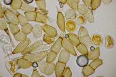 Puccinia allii