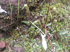 Pinguicula parvifolia