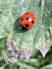 Coccinella septempunctata