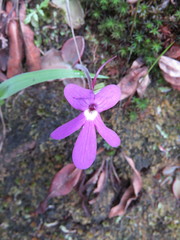Pinguicula oblongiloba