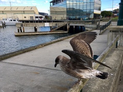 Larus dominicanus dominicanus