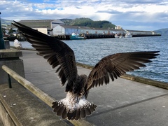 Larus dominicanus dominicanus